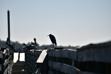 Heron standing on the rail of a wharf