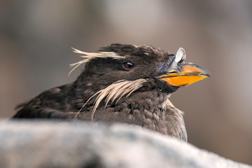 Close up of a Rhinoceros Auklet