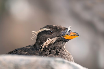 Close up of a Rhinoceros Auklet