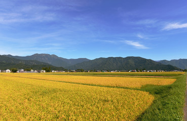 八海山と稲穂2019