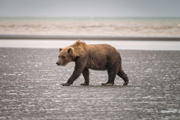 Obraz premium Adult grizzly walking on the beach in the rain. Image taken in Lake Clark National Park and Preserve, Alaska.