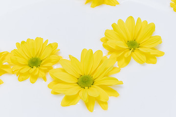 close-up of beautiful yellow flowers in milk. Milk bath.