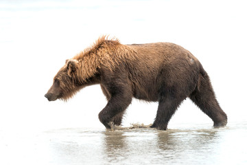 High key image of a grizzly bear walking through the water in the rain.  Image taken in Lake Clark...