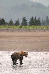 Adult grizzly walking on the beach in the rain with pine trees and mountains in the background. Image taken in Lake Clark National Park and Preserve, Alaska.