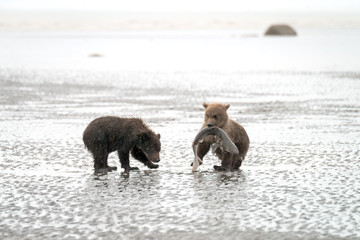 Two grizzly bear cubs playing on the beach with a dogfish.  Image taken in Lake Clark National Park and Preserve, Alaska.