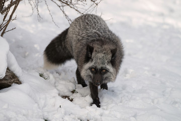 A Red Fox that just happens to have gray fur walking in the snow. You can tell it's a Red Fox by the white tip on the tail.