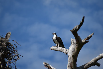 Osprey perched on top of tree