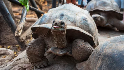 Foto auf Acrylglas Zanzibar Kopf einer Riesenschildkröte, die auf Sansibar ihre Zunge herausstreckt