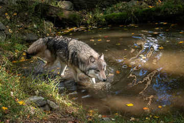 Gray wolf standing in a pond with fall leaves and ripples in the water	