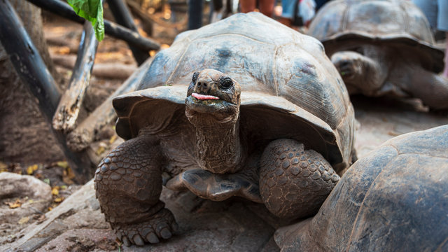 head of giant turtle that sticks out its tongue on zanzibar