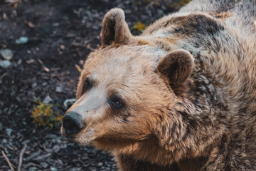 Fototapeta premium Headshot of a big brown bear looking at something