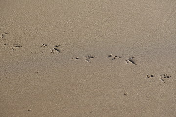 beige sand texture with bird footprints