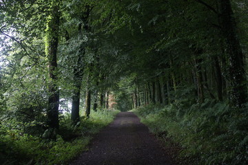 Fototapeta na wymiar Walking in the forest of Ireland
