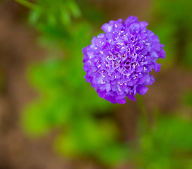 blue scabiosis flower lilac on a green background in the garden