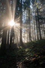 Mystischer Wald in Bern Switzerland-Gurniggel