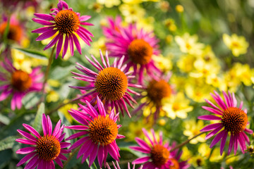 purple cone flowers at us national arboretum in washington dc in summer