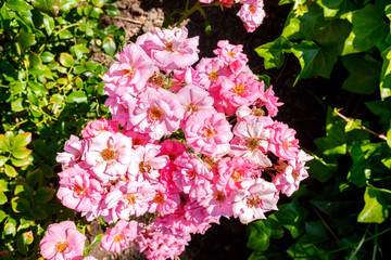 Roses of the species Medley Pink in a botanical garden.