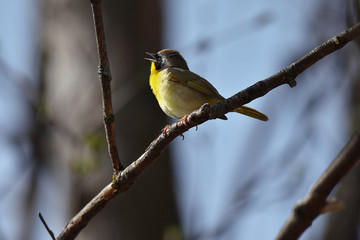 Common Yellowthroat perched on a branch