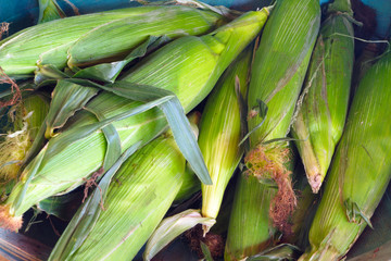 corn green vegetable market farm local organic fresh cob