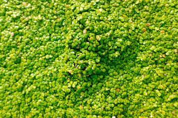 Macro of many green round leaves of aquatic plant, Lemnoideae, growing on the water of a stream.