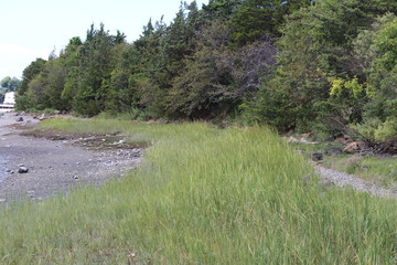 Salt Marsh