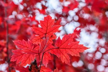 maple leaves