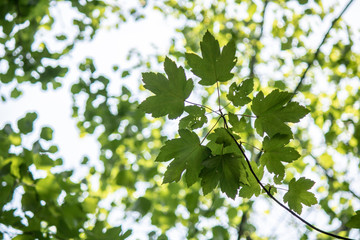 Fototapeta na wymiar Close up shoot of the leaves of plane tree.