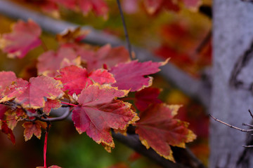 maple leaves
