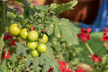 Unripe tomatoes. It is grown in pots.