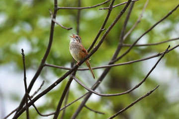 Chipping Sparrow perched on a branch