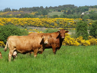 Two Brown Cows