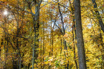 autumn landscape with trees and blue sky