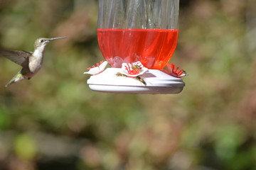 Obraz premium Humming Birds