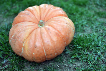 vibrant pumpkin in a grass floor