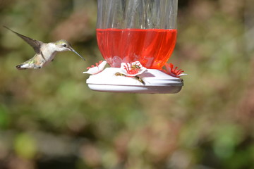 Obraz premium Humming Birds