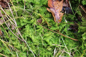 Moss in fall