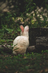 Back side of a cute bunny with big ears in the woods