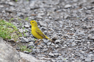 Yellow Warbler