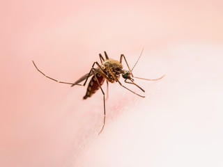 Encephalitis, Yellow Fever, Malaria Disease or Zika Virus Infected Culex Mosquito Parasite Insect on Skin Macro