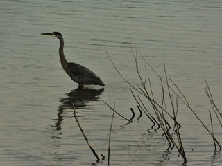 Crane