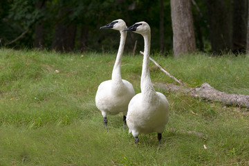 The trumpeter swan (Cygnus buccinator) ,bird of north America