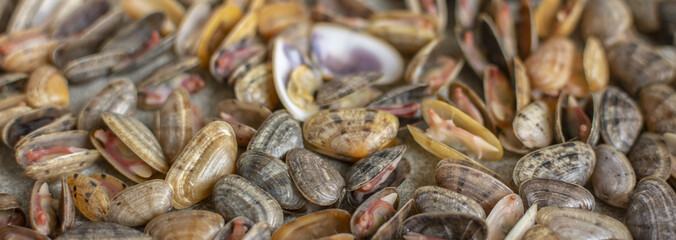 Sea clams, also known as Tellina