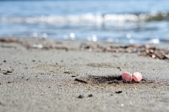 砂浜にさくら貝