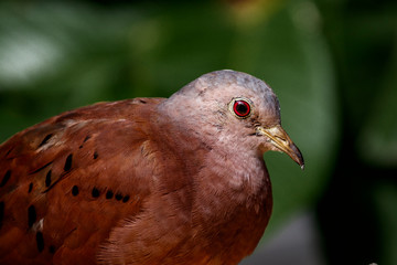 Bird dove