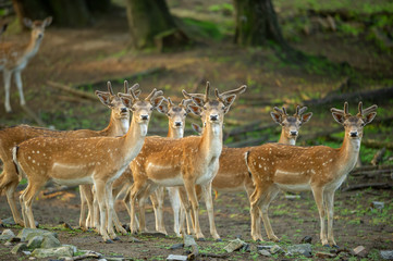 Naklejka na ściany i meble Group of fallow deers in the forest. A vigilant group of fallow deers.