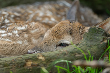 Closeup newborn fallow deer fawn next to fallen branch