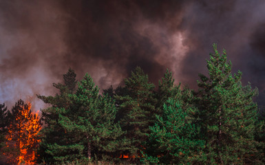  wildfire, burning pine forest .