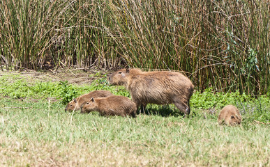 capybara family