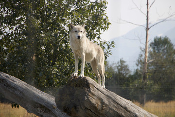 Wildlife Conservation Center