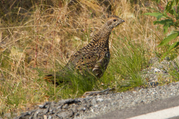 Spruce Grouse or Spruce Hen aka Stupid Chicken.